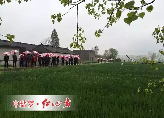 冒雨參觀小麥控失肥示范田