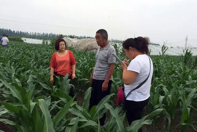 山東聊城高唐縣土肥站工作人員在尹集鎮(zhèn)花園村武克路的紅四方玉米示范田