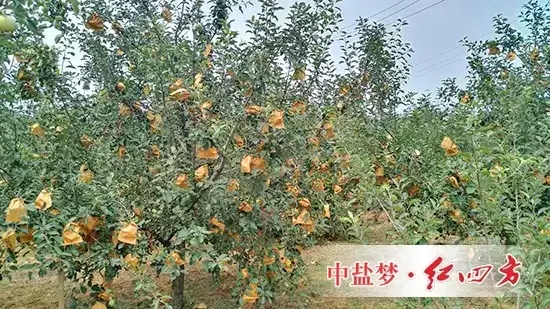 蓬萊紅四方蘋(píng)果園掛滿(mǎn)小“燈籠”