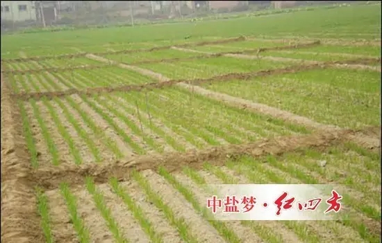 小麥品種施肥技術