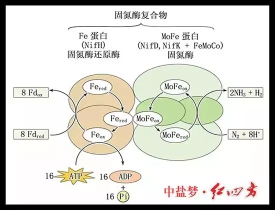 土壤肥力有限，長期吸收單一養分，會使土壤肥力下降，作物生長發育不良，易造成土地貧瘠，從而造成土地荒漠化，引發沙塵暴等。