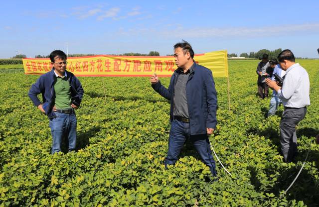 何義斌（左）與馬兵在花生示范田選點測量.