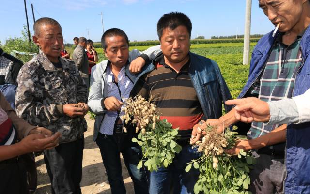 當地種植大戶在示范田了解花生長勢